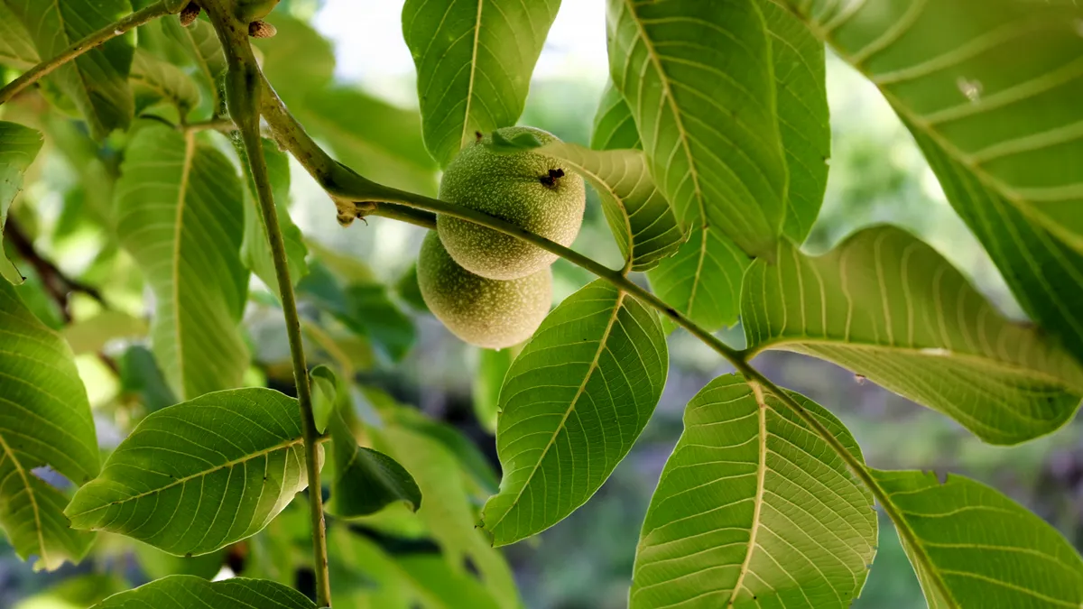 بهترین نهال گردو