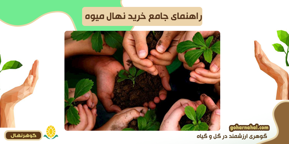 راهنمای جامع خرید نهال میوه