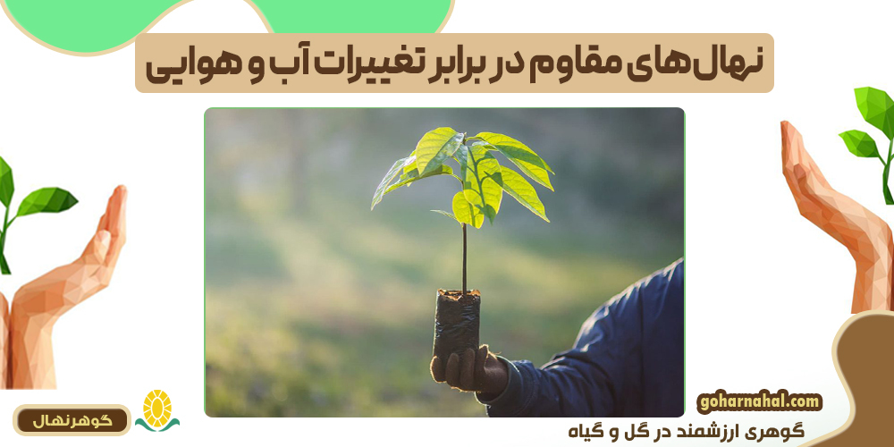 چطور باردهی درختان میوه را چند برابر کنیم؟