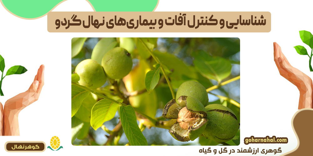 شناسایی و کنترل آفات و بیماری های نهال گردو