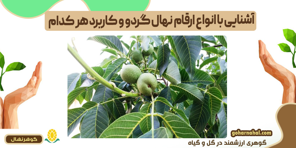 آشنایی با انواع ارقام نهال گردو و کاربرد هر کدام