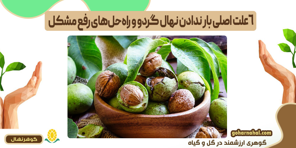 ۶ علت اصلی بار ندادن نهال گردو و راه حل های رفع مشکل