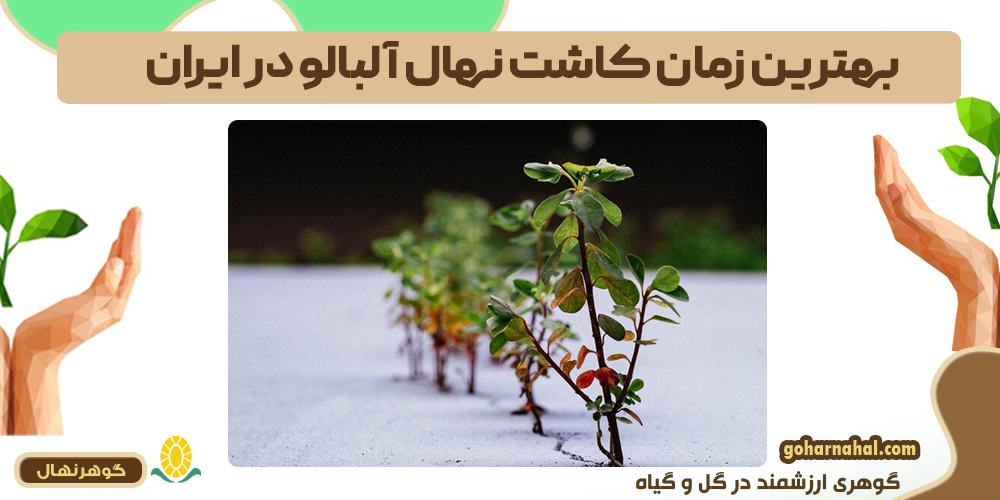 بهترین زمان کاشت نهال آلبالو در ایران