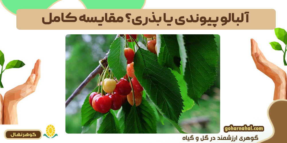 آلبالو پیوندی یا بذری؟ مقایسه کامل