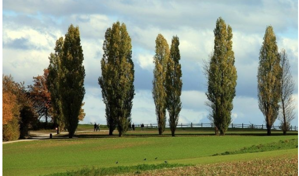 بهترین نهال سپیدار برای زراعت چوب در مازندران؛ راهنمای انتخاب و کاشت