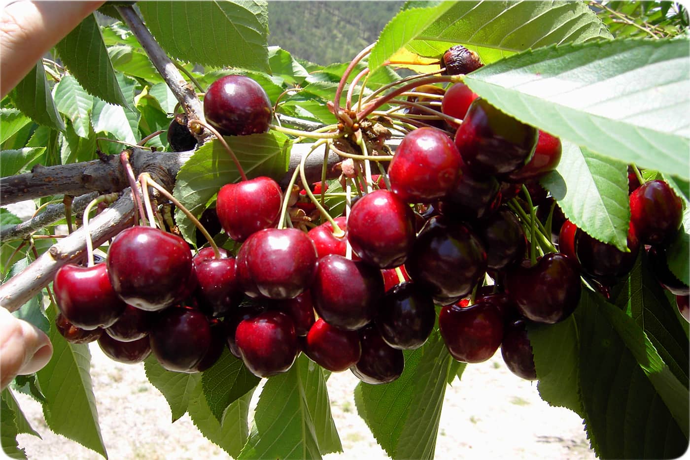 خرید نهال البالو مورلو خوشه ای گوهر نهال