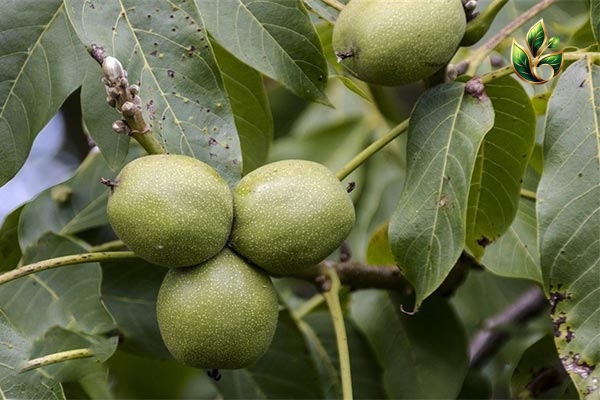 نهال گردو ممتاز پیوندی | خرید نهال گردو پربازده و مقاوم از گوهر نهال