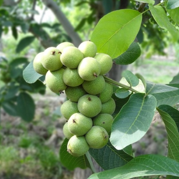 نهال گردو خوشه‌ای انگور