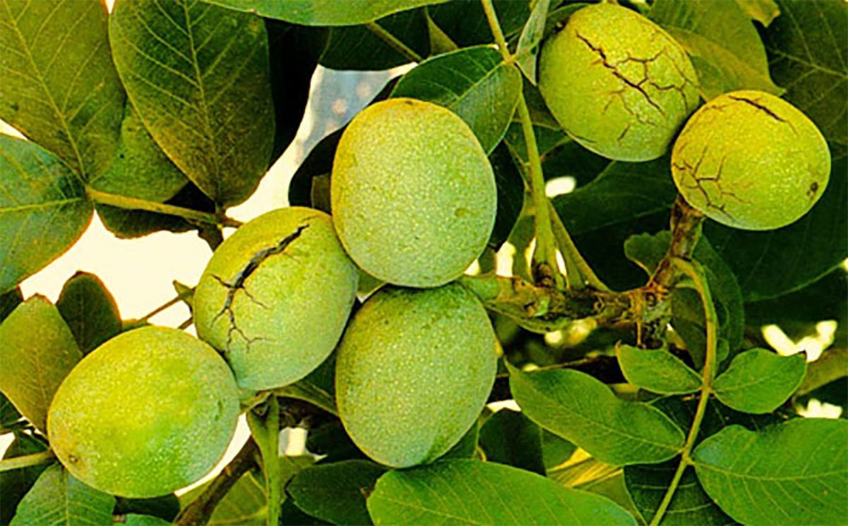 نهال گردو شیلی ژنوتیپ