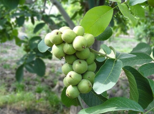 نهال گردو پیوندی فرانکت