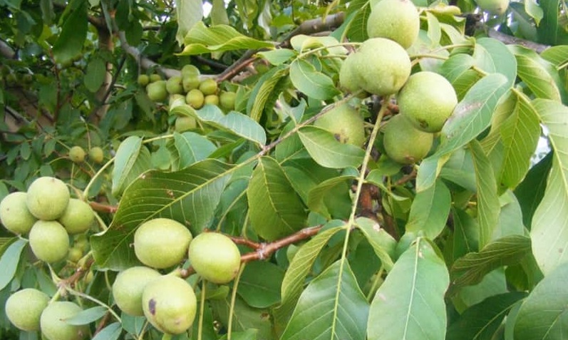 نهال گردو پیوندی فرنور