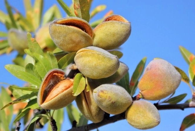 نهال بادام حریر