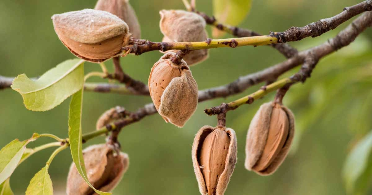 نهال بادام آذر دیرگل