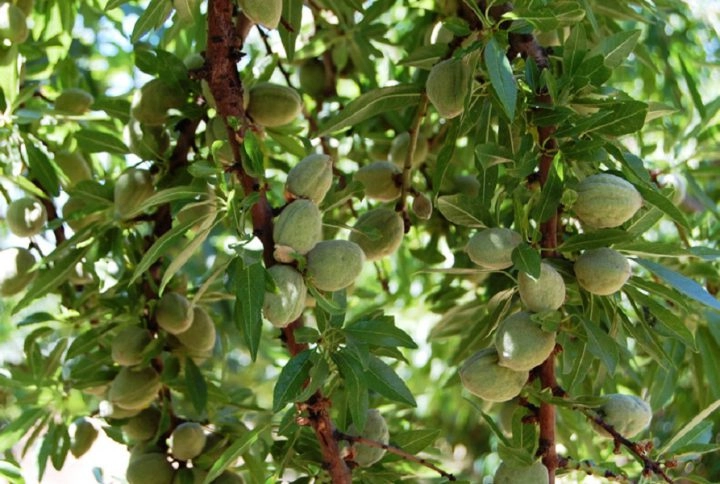 نهال بادام شاهرودی ۱۲