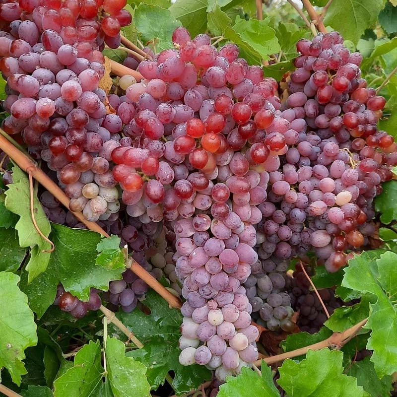 نهال انگور قرمز بیدانه