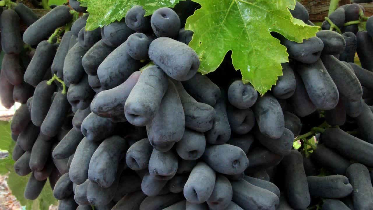 نهال انگور موندراپ