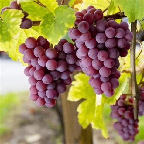 نهال انگور فلیم سیدلس