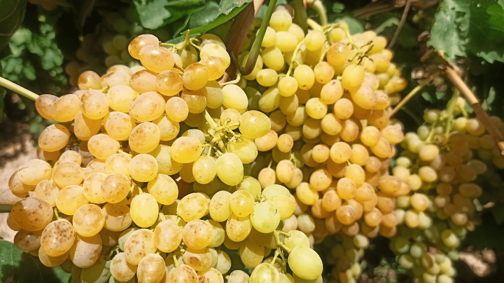 نهال انگور سلطانی