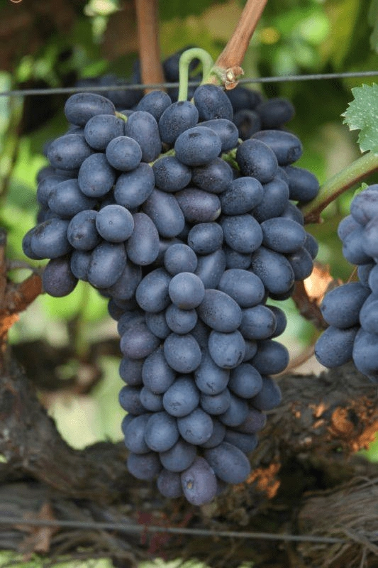 نهال انگور اتوم رویال