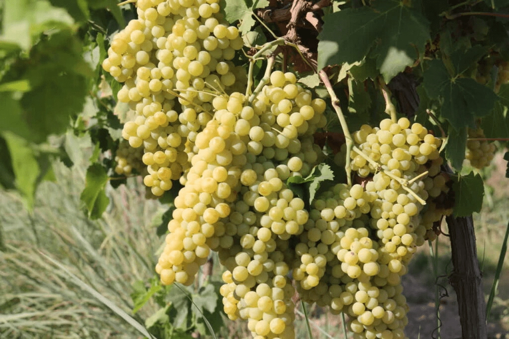 نهال انگور رازقی