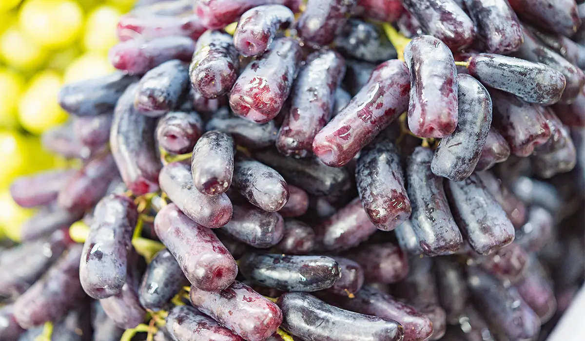 نهال انگور بلک ویلیام