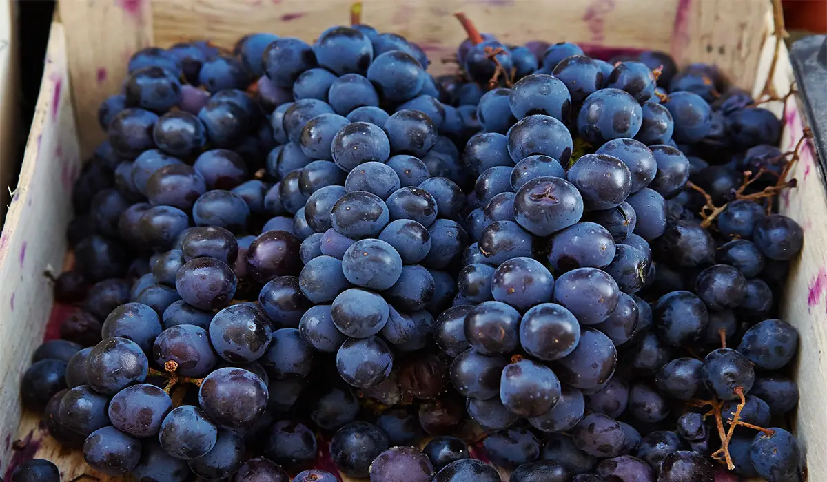 نهال انگور ترکمن