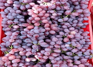 نهال انگور ملایی