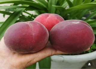 نهال هلو کارتی