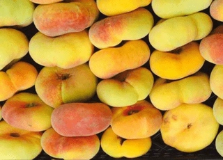 نهال هلو انجیری پاییزه