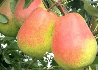 نهال گلابی درگزی