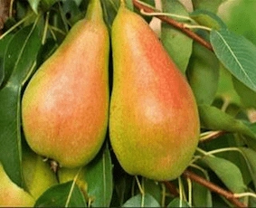 نهال گلابی فیتل فرانس