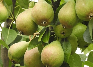 نهال گلابی ویلیام دوشس