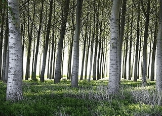 نهال صنوبر نیگرا