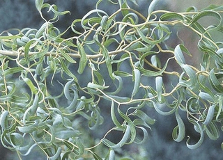 نهال بید فری