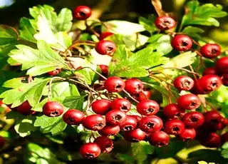 نهال زالزالک پیوندی