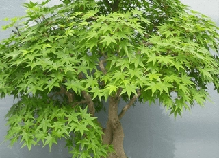 نهال افرا سبز