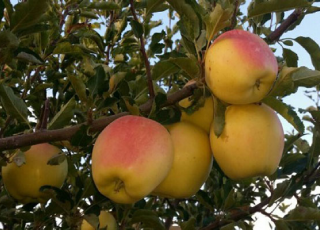 نهال سیب زرد فرانسه