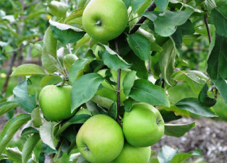 نهال سیب گرانی اسمیت