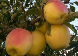 نهال سیب گالا