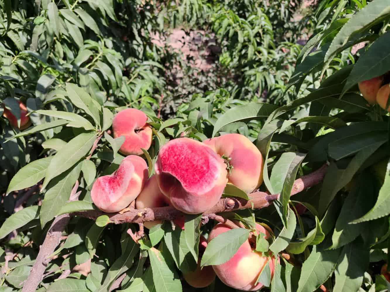 نهال هلو انجیری خونی