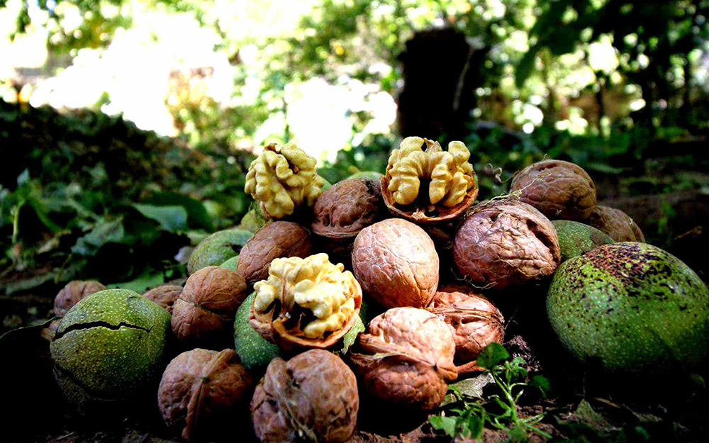 انواع نهال گردو 