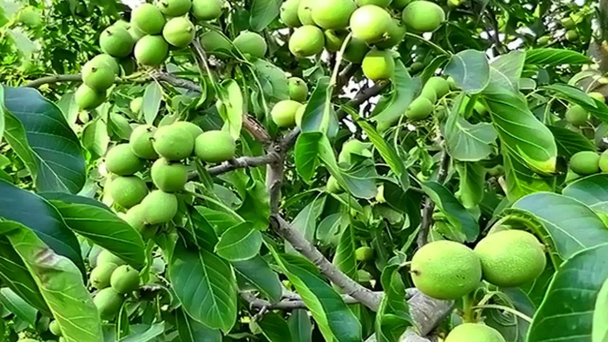 قیمت نهال گردو