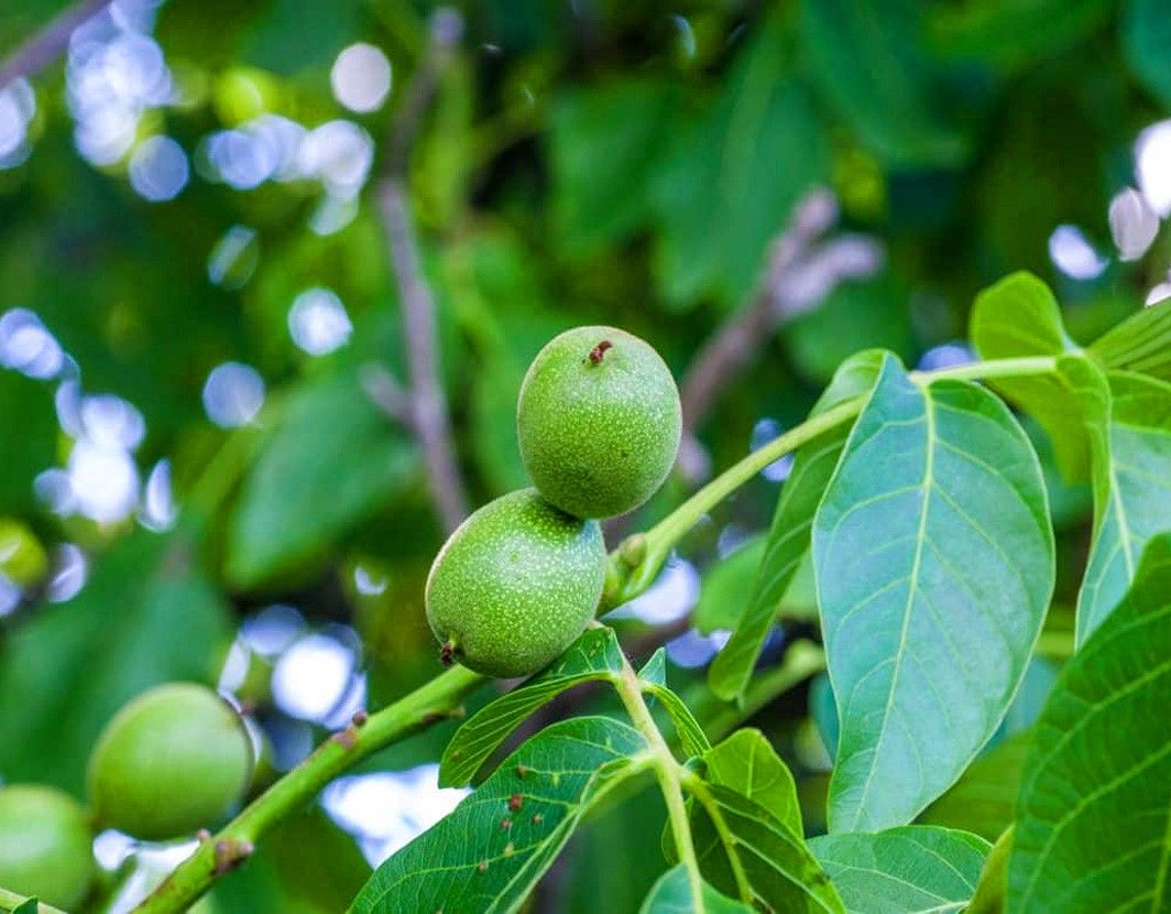 خرید نهال گردو