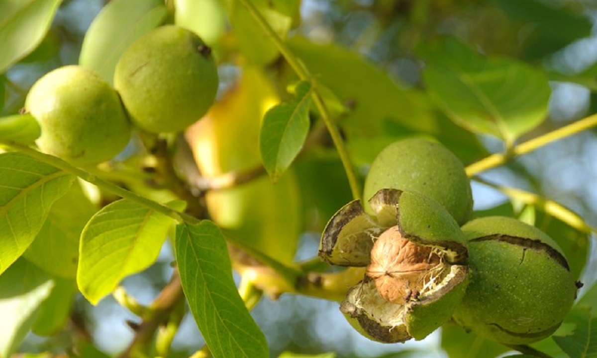 بهترین نهال گردو برای مناطق سردسیر ایران