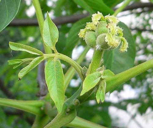 نهال گردو گرده افشان پیوندی