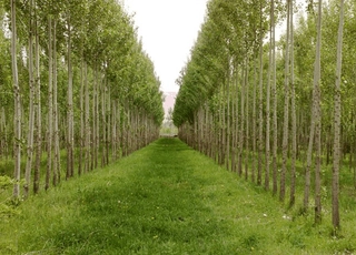 نهال صنوبر تبریزی